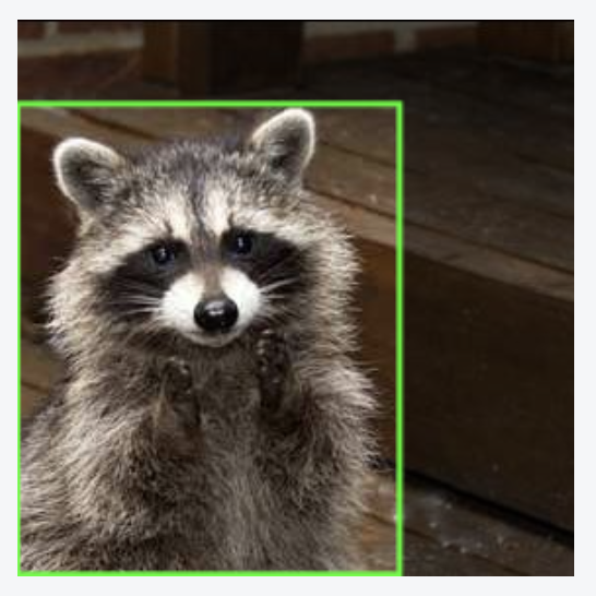 Cropped photo of a raccoon annotated with a green bounding box.