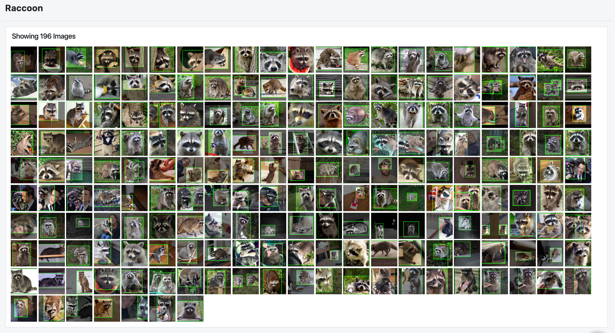 Roboflow screenshot: 196 processed images of raccoons with bounding boxes.