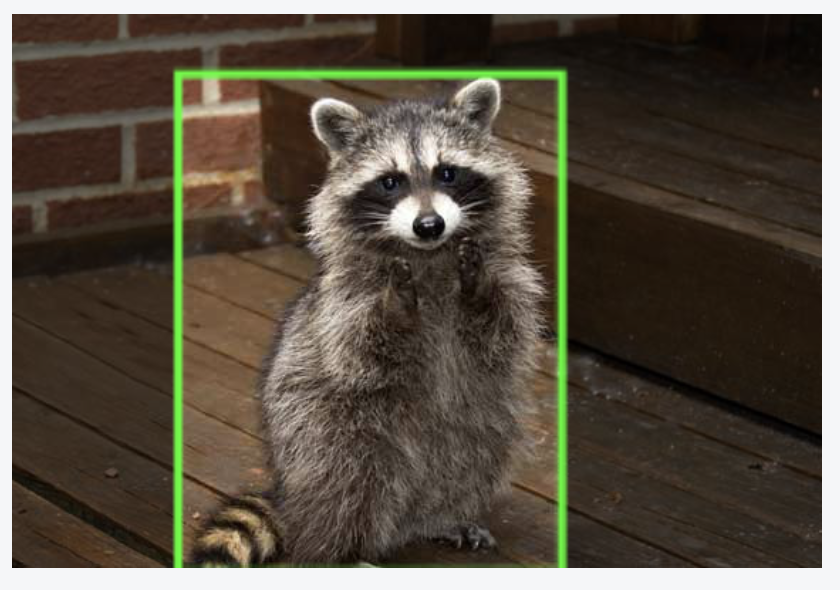 Raccoon annotated for object detection.