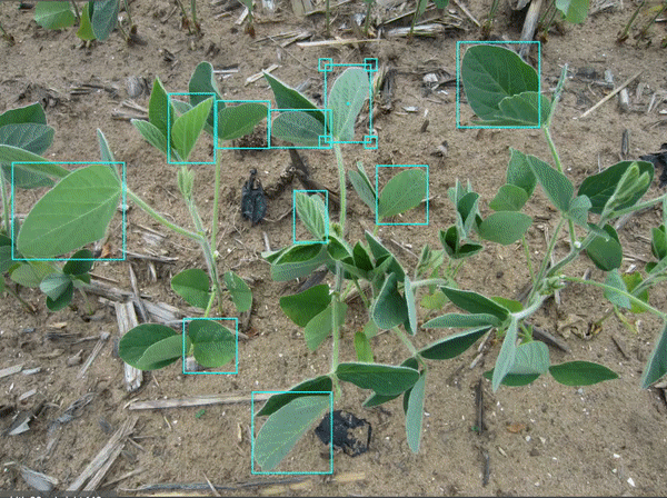 Animated gallery of diseased plants annotated for object detection.