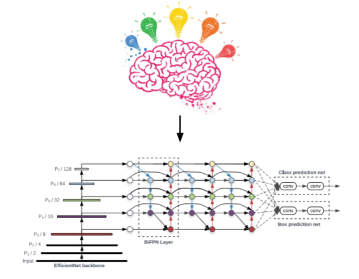 Brain with lightbulbs pointing at a neural network diagram.