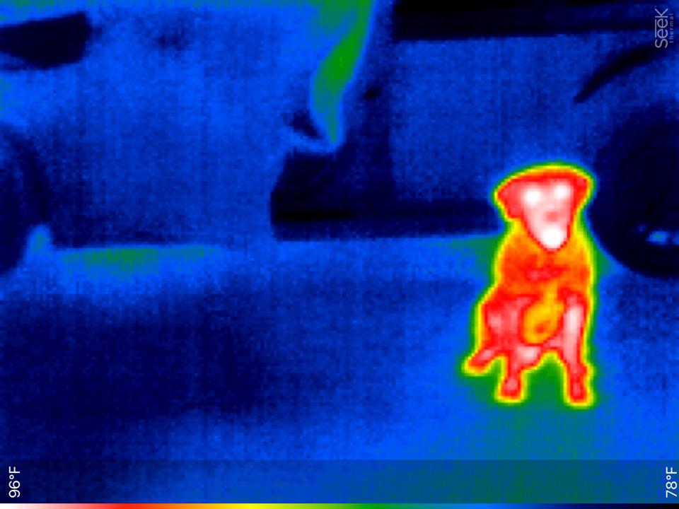 Introducing a Thermal Infrared Dataset for Object Detection