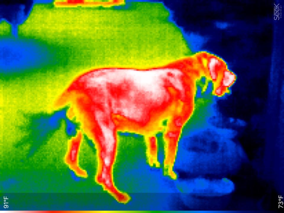 Introducing A Thermal Infrared Dataset For Object Detection