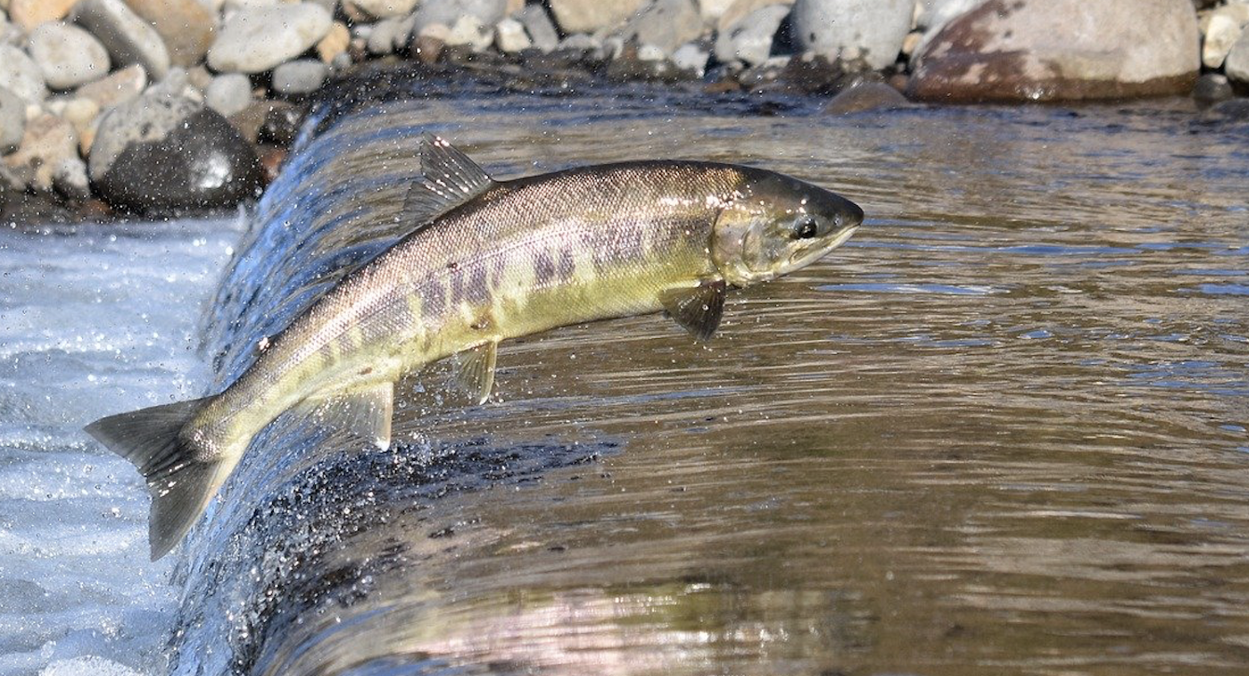Salmon jumping upstream.