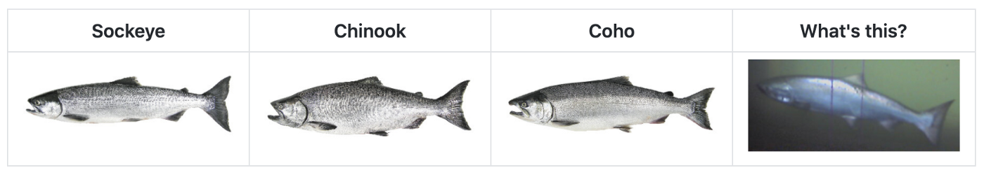 Multiple types of salmon.