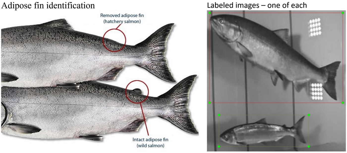 Identifying salmon based on their adipose fins