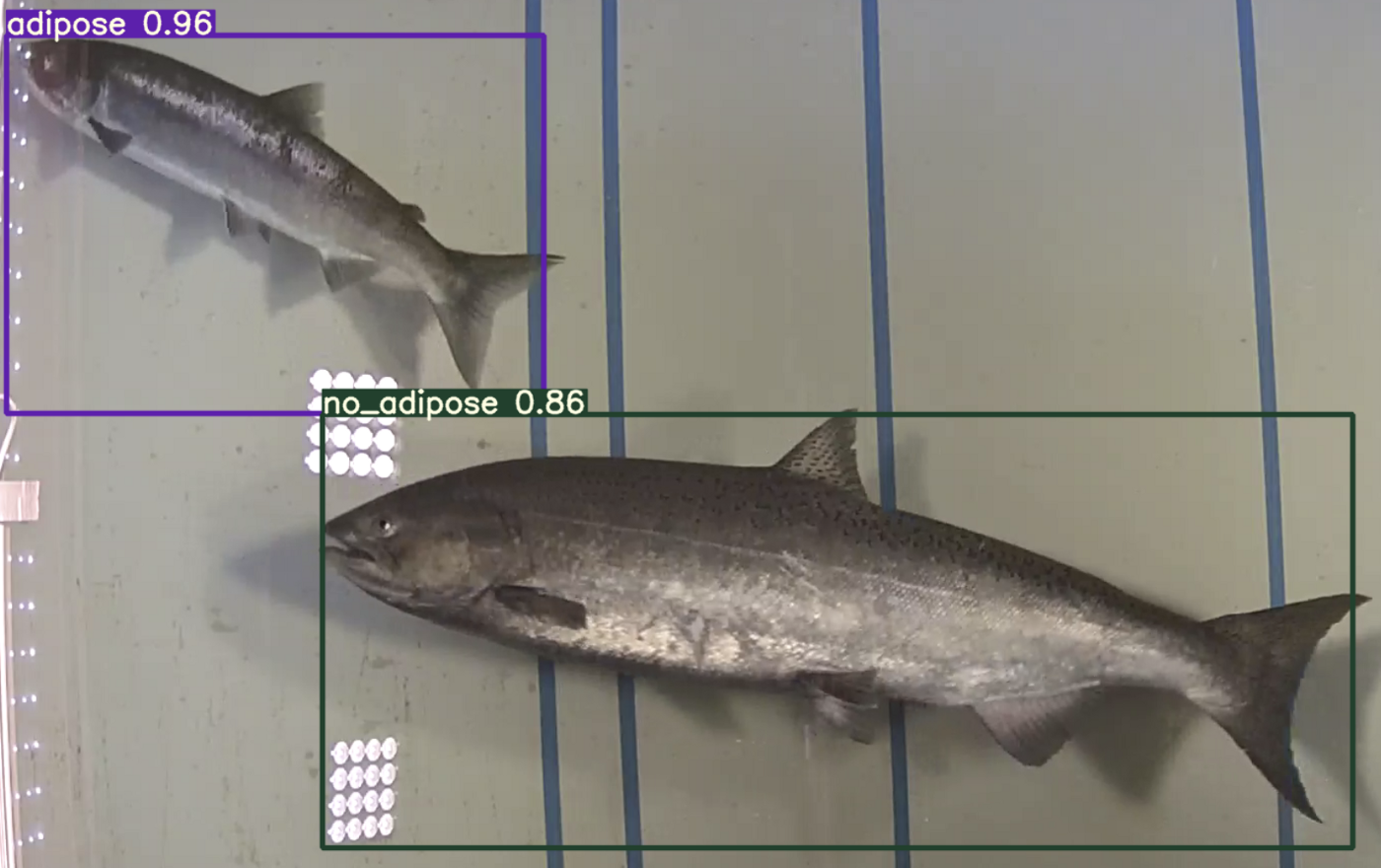 Object detection of salmon.