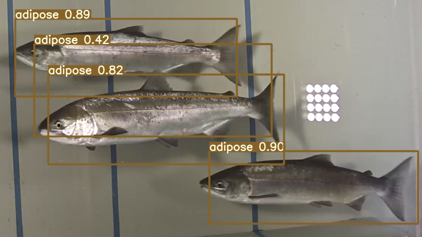 Object detection of fish (salmon) with one object incorrect.