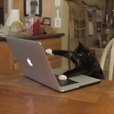 Gif of three cats typing at laptops.