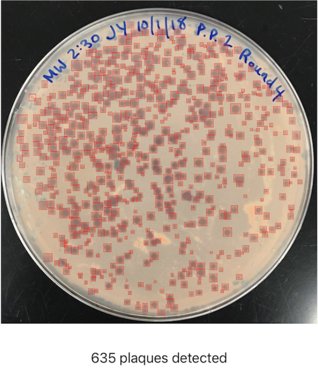 A Petri dish containing many circular bacteriophage plaques, with bounding boxes drawn around each one and a total count provided in OnePetri.