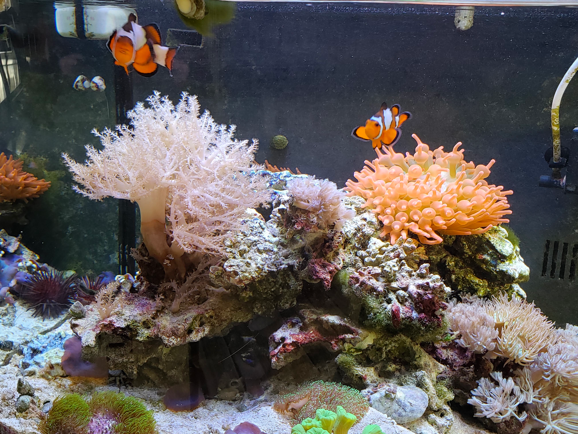 Two orange and white striped clown fish. Below them are brightly colored corals on a mound of rocks.