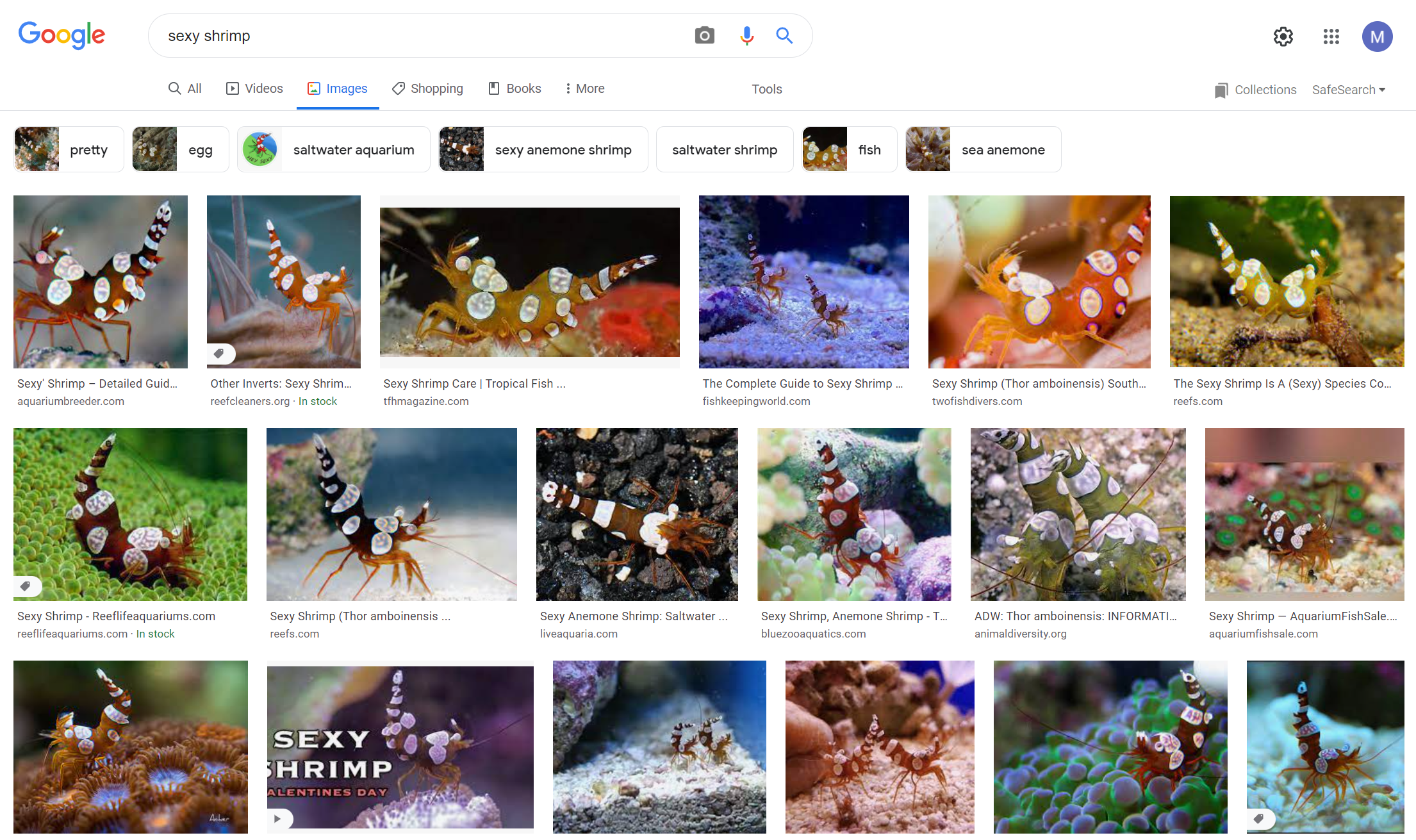Rows of sexy shrimp images returned from a Google search.