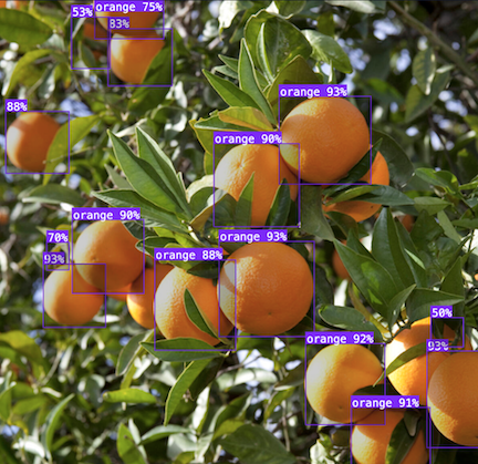 Identify oranges on a tree