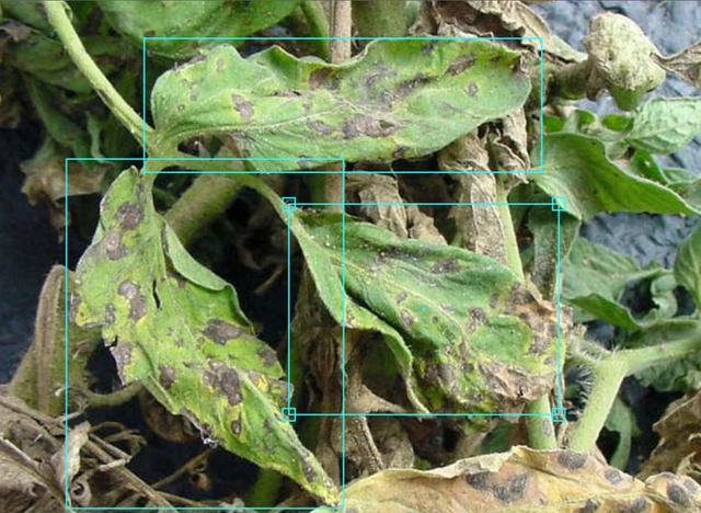 Introducing an Improved PlantDoc Dataset for Plant Disease Object Detection