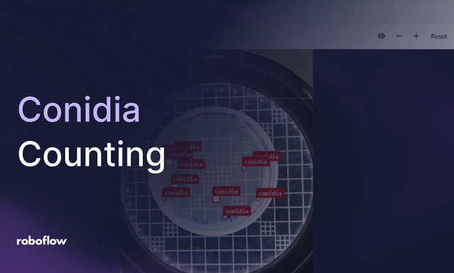 automating conidia counting with Roboflow computer vision